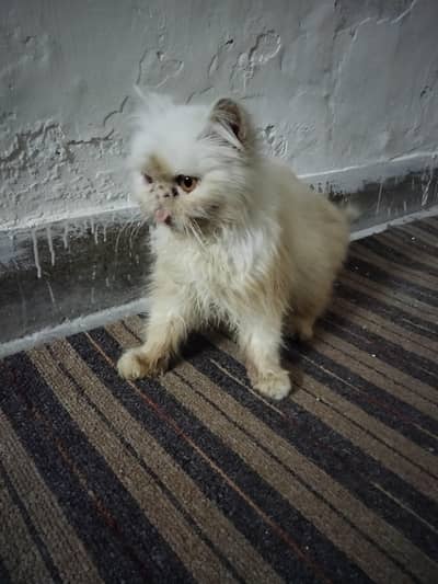 percian peki face male