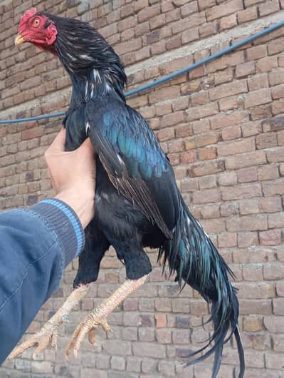 pure aseel high quality murghy