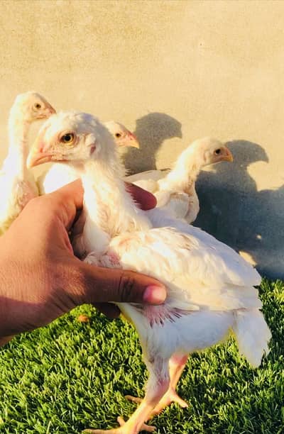 White Shamo chick | Black shamo Female | german shamo