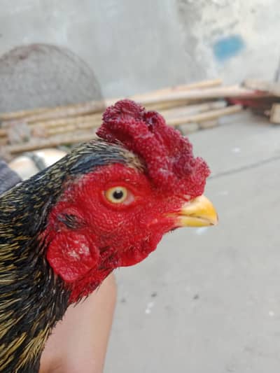 amroha old blood line aseel for sale