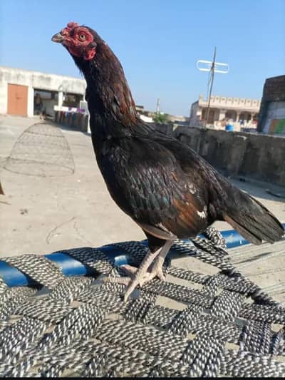 Top class madiyan for sale