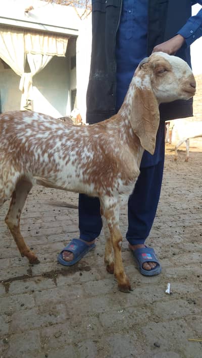 Two pairs For Betal bakari makhi chini