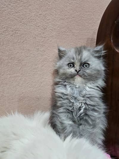 Pure Persian Kitten (2 Months old available)