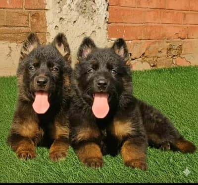 German Shepherd long coat pair Age 2 month for sale