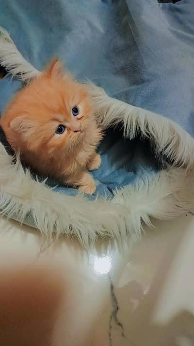 Persian Kitten