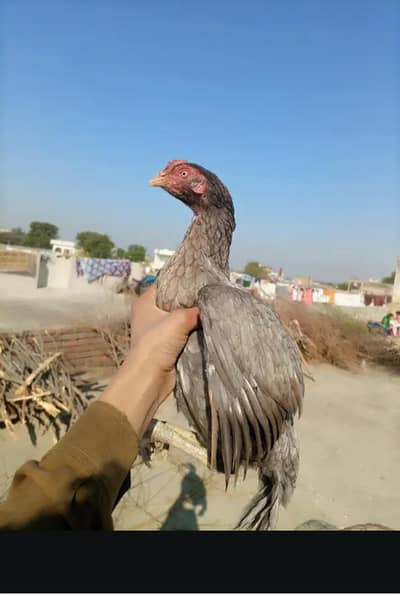 top class madiyan for sale