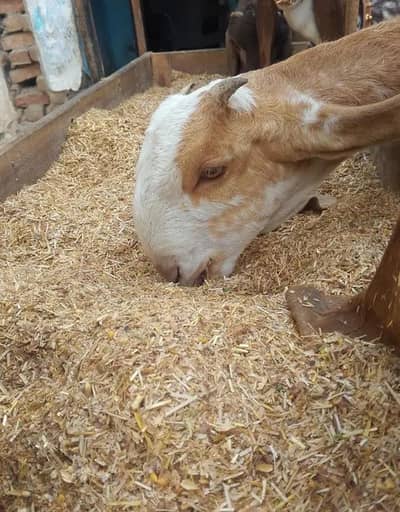 pure mekhi cheni female