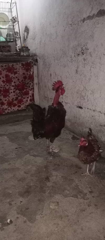 dasi Morgan or morgiya