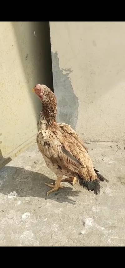 Aseel hen for sale urgent