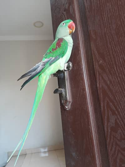 Raw parrot  Female