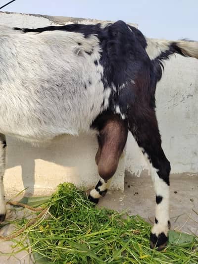 03145178618. taazi soi hovi bakri 2 female bachay chain sath