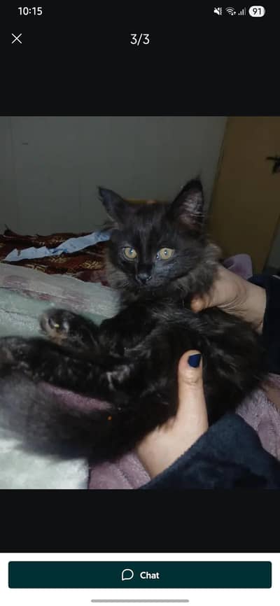 Persian male for donation