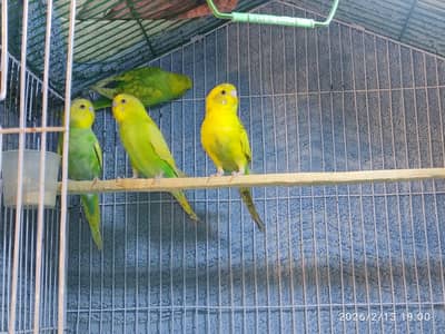 Australian Parrots (Budgies) for Sale.