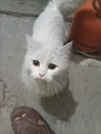 Persian cat
