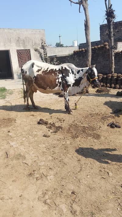 Australian national hai