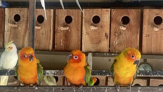 Sun Conure Red Factor DNA Pairs