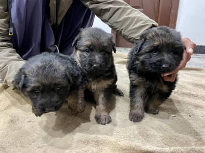 German shepherd full long coat female puppies for sale