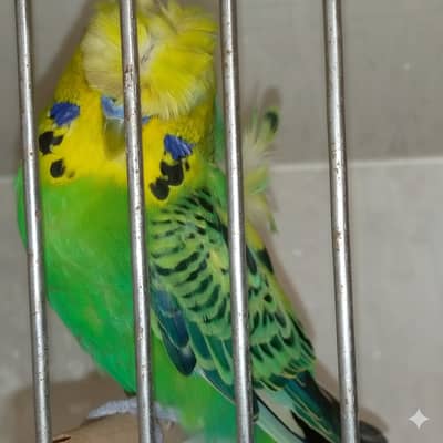 Exhibition Hogo working male