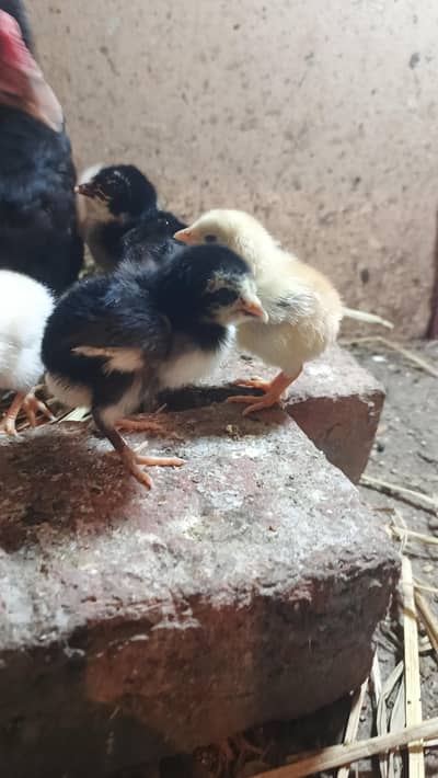 Thai cross chicks for sale 2000 pr piece