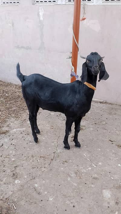 black Bakra for sale 2026.