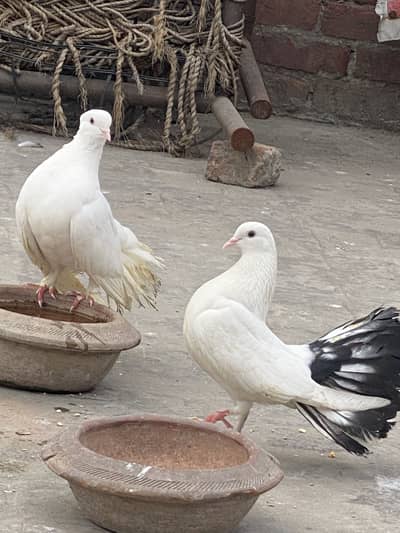 Lucka pegion pair good quality