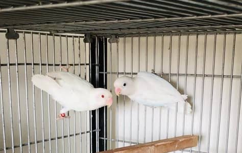 albino red eye decino  creamino Bangalese finch fawn java