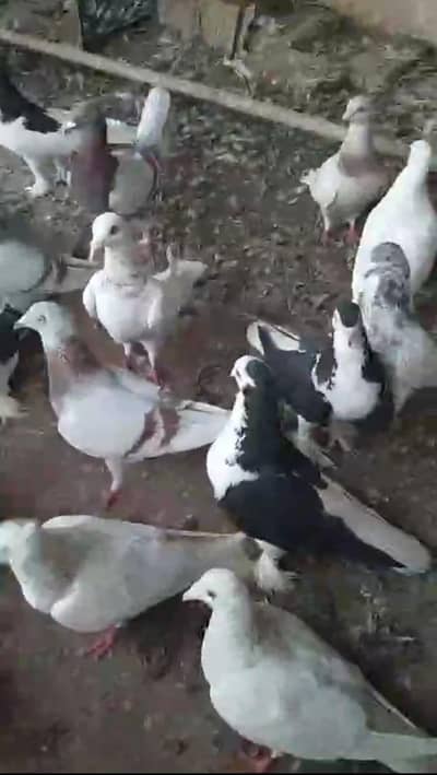 multani sherazi or mix fancy pigeons