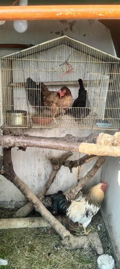 golden misri murghi  Andy deny wali