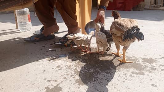 Aseel chicks for sale ,Aseel hen ,Aseel murghi, Aseel murghi.