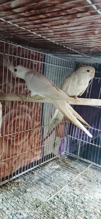 Cocktail pairs for sale