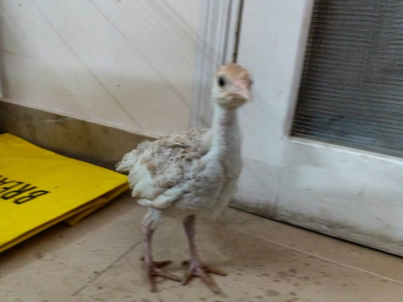 turkey Chick  2