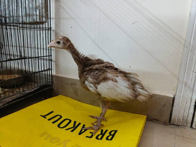 turkey Chick  3