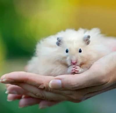 American Syrian Hamster