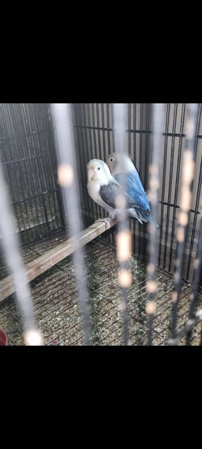 Lovebird Palefellow Breeder Pairs Available