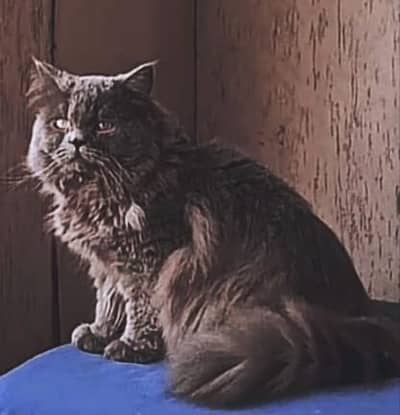 Persian Cat for Sale