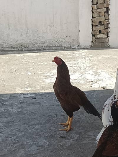 peela phatta for sale full band jor ha