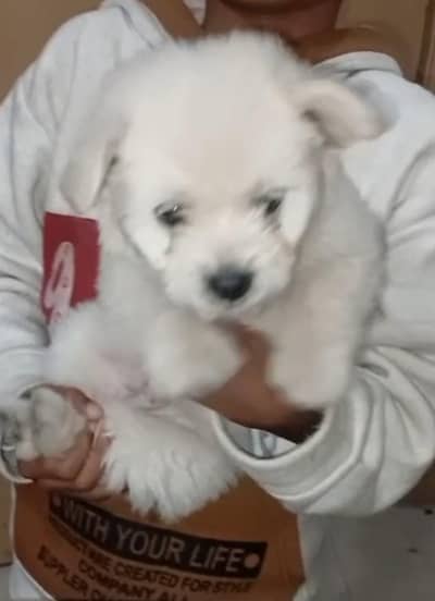 extrem quilty toy puddal puppy available