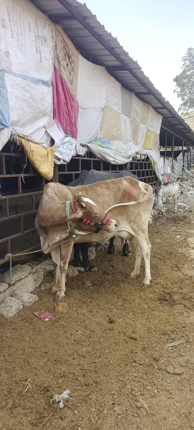 1 Buffalo 1 Cow 1 Clalf 3 months ka 5 She Goat dood wali  3 bachy