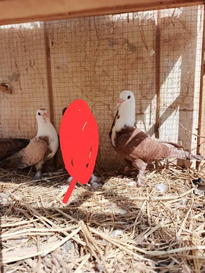 pigeon karblai for sale