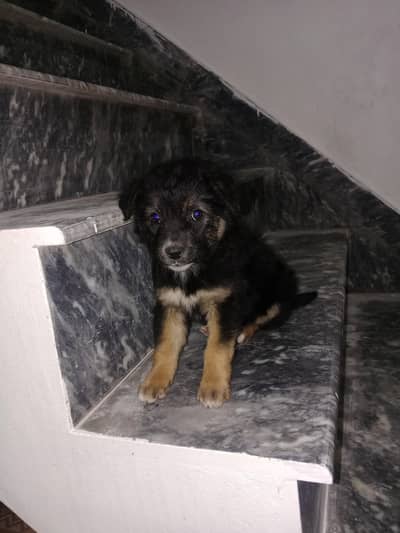 German shepherd puppy ha bilkol theek koi b bumbari ni lagi hui