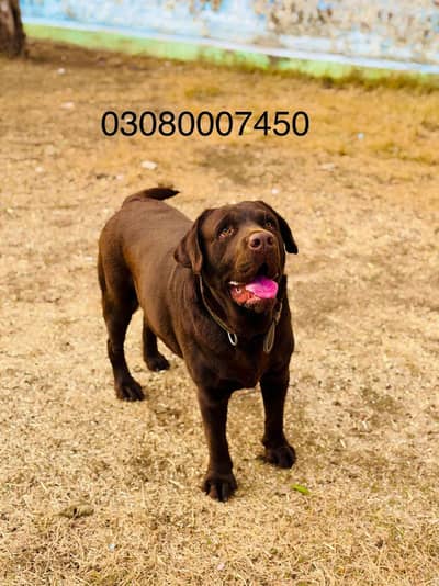 Chocolate Labrador retriever