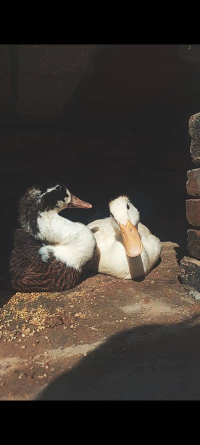 2 healthy active beautiful ducks for sale in shadbagh