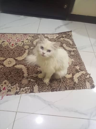 Persian cat