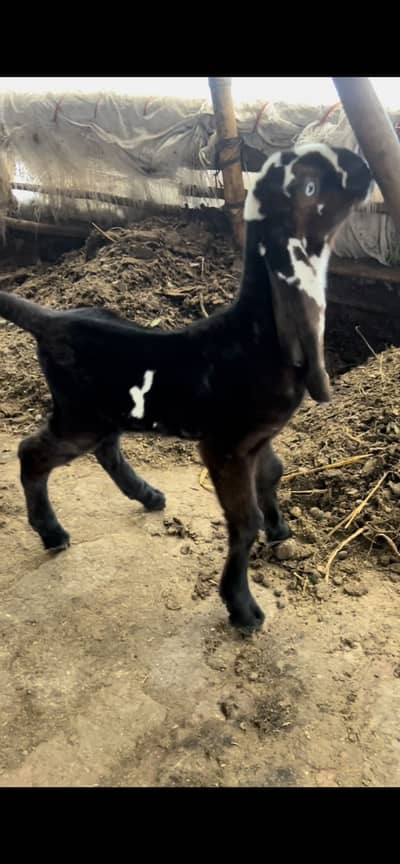 Nagra bakri 2 Pathon ky sth