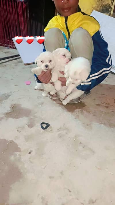 America pudall for sale  aik pair ki price 70000ha