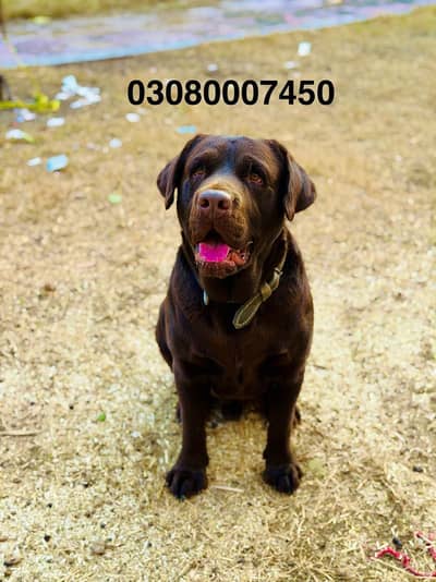 Chocolate Labrador retriever