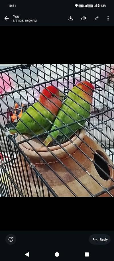 Love Birds Pair