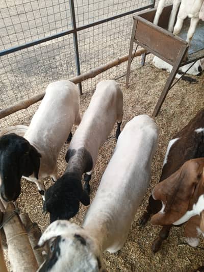 Qurbani dumba for sale age 1 year