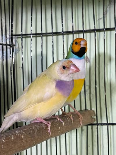Love Bird, Gouldian , Fawn Javas Breeder pairs