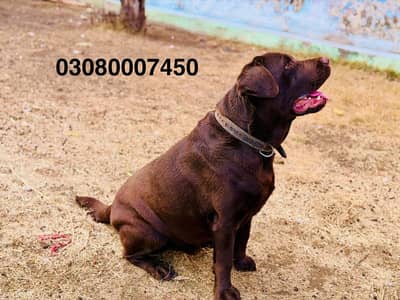 Chocolate Labrador retriever